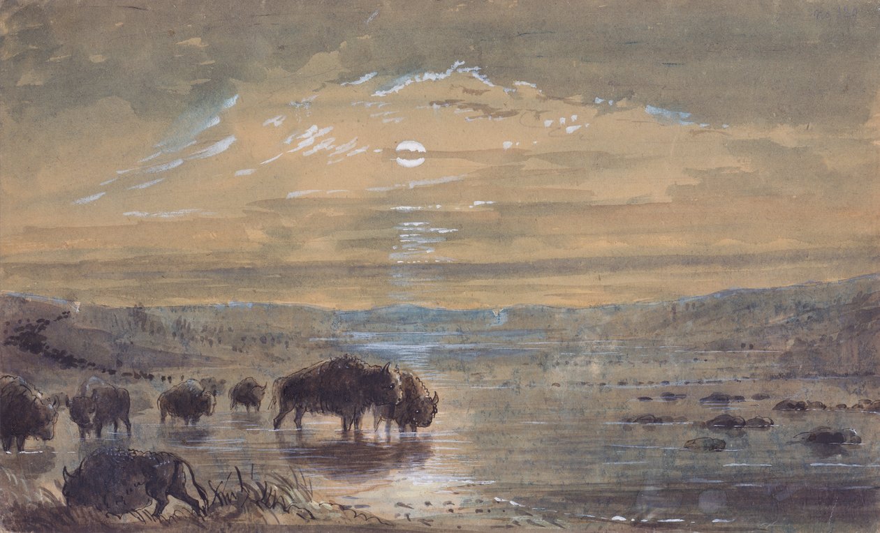 Gece Manzarası, Çayırda Bufalolar, 1837 dolayları (kağıt üzerine suluboya) by Alfred Jacob Miller