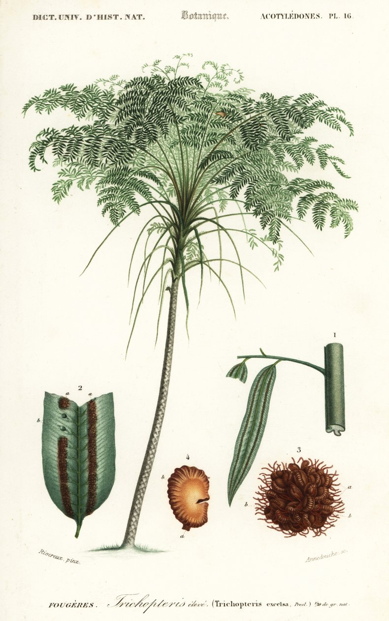 Treefern, Cyathea türleri., 1849 (gravür) by Alfred Riocreux
