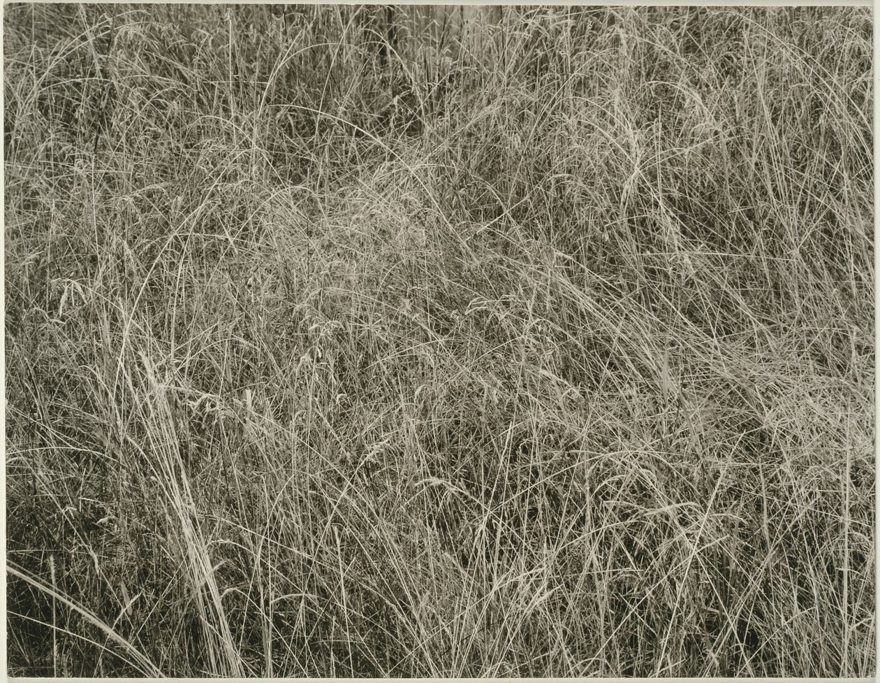 Çimen by Alfred Stieglitz