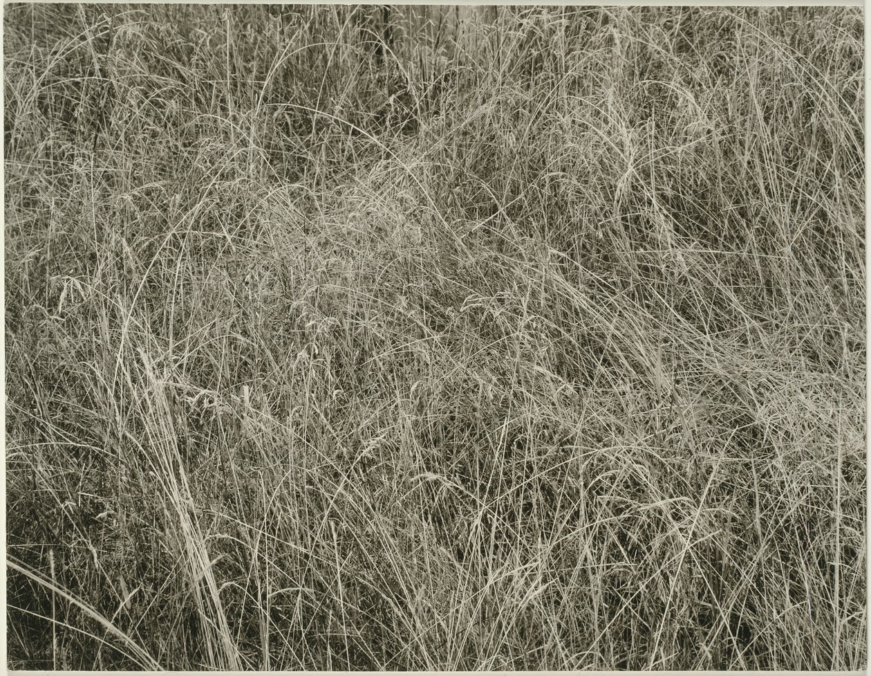 Çim, 1933. by Alfred Stieglitz
