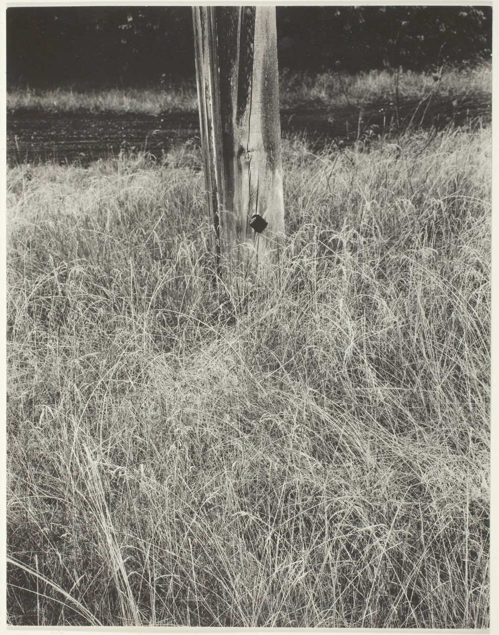 Çim ve Bayrak Direği by Alfred Stieglitz