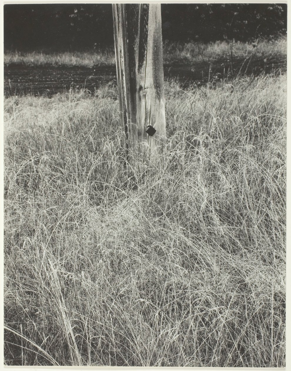 Çim ve Bayrak Direği, 1933. by Alfred Stieglitz