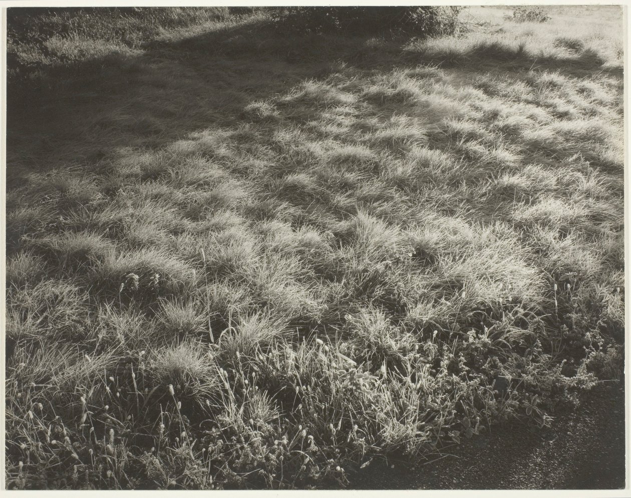 Çim ve Don by Alfred Stieglitz