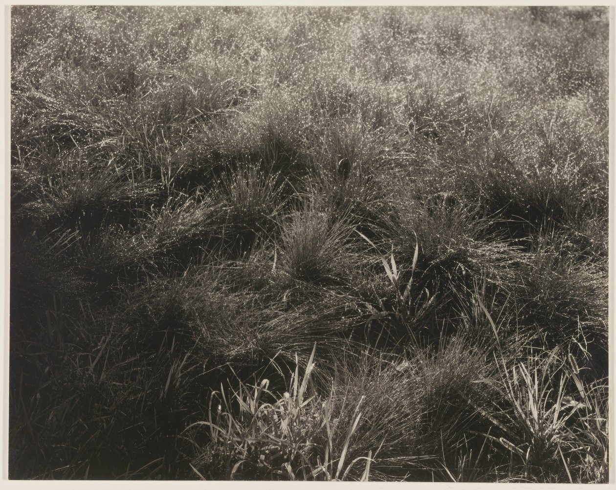  by Alfred Stieglitz