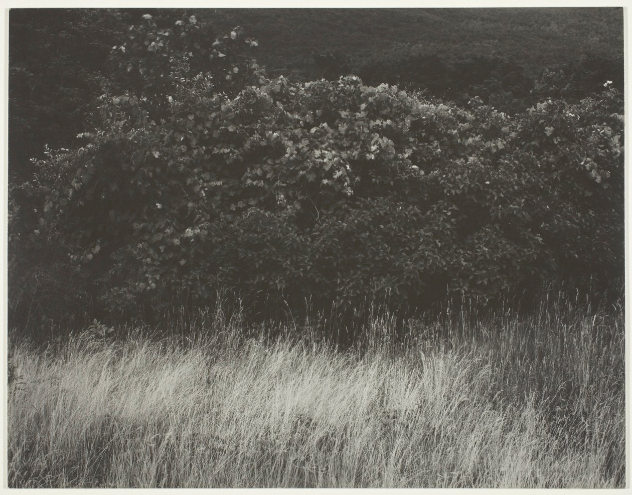 Çit ve Otlar - George Gölü by Alfred Stieglitz