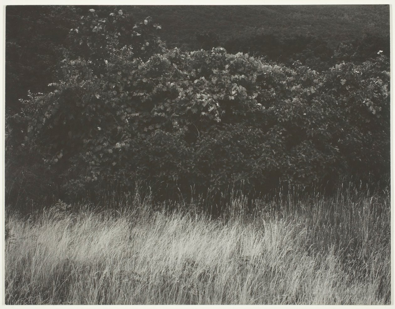 Çit ve Otlar - George Gölü, 1933. by Alfred Stieglitz