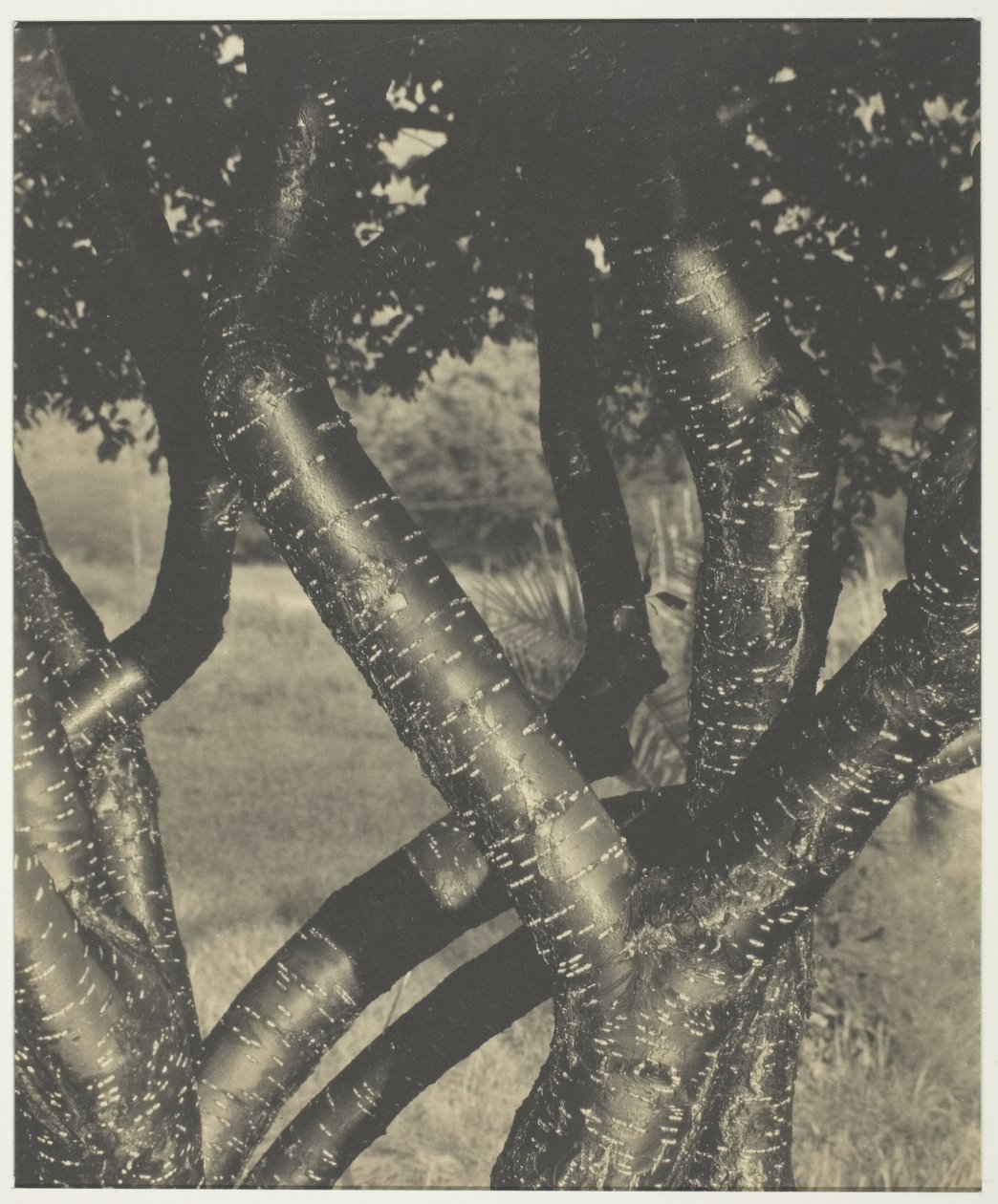 Dans Eden Ağaçlar by Alfred Stieglitz