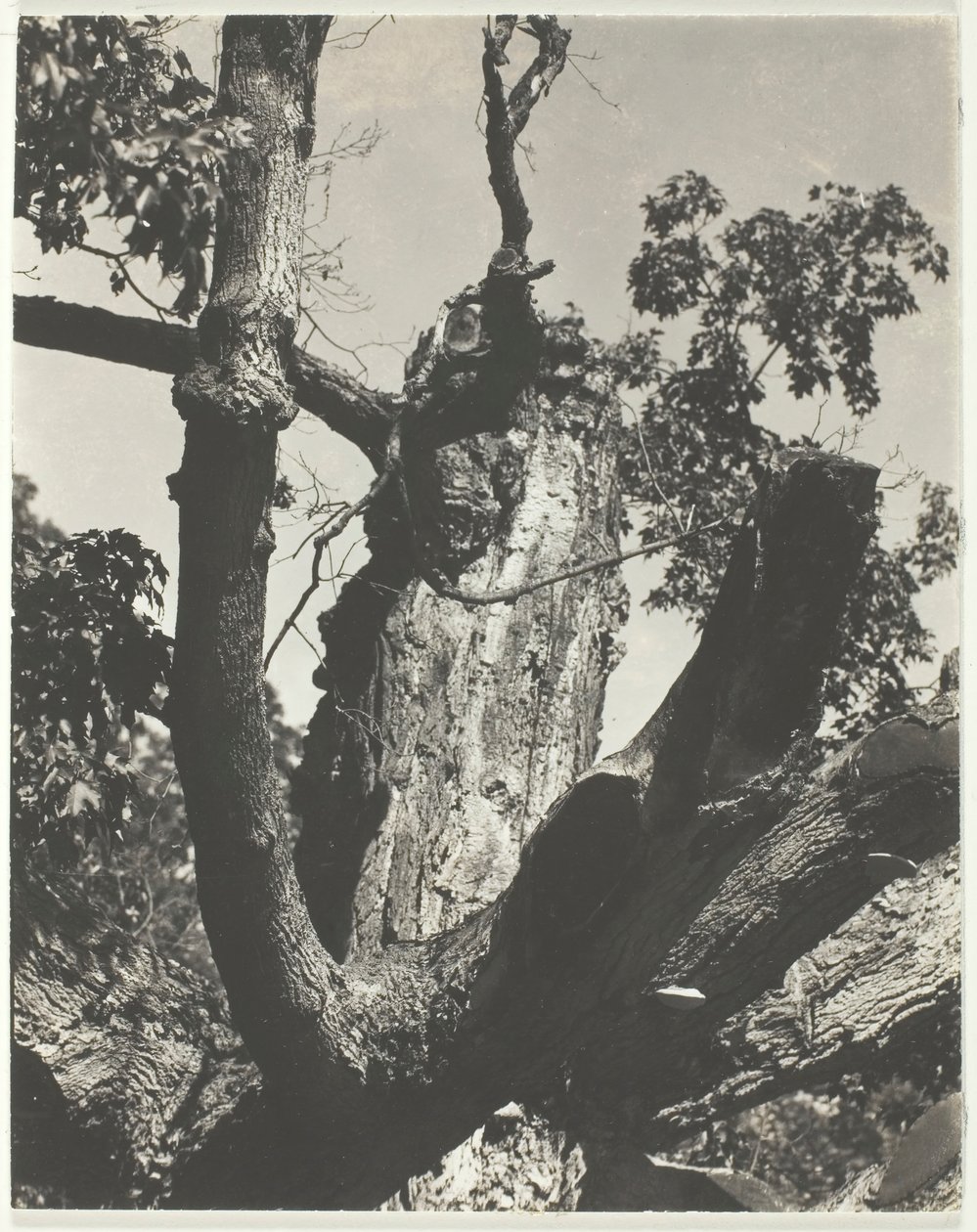 Eski Akçaağaç - George Gölü, 1926. by Alfred Stieglitz