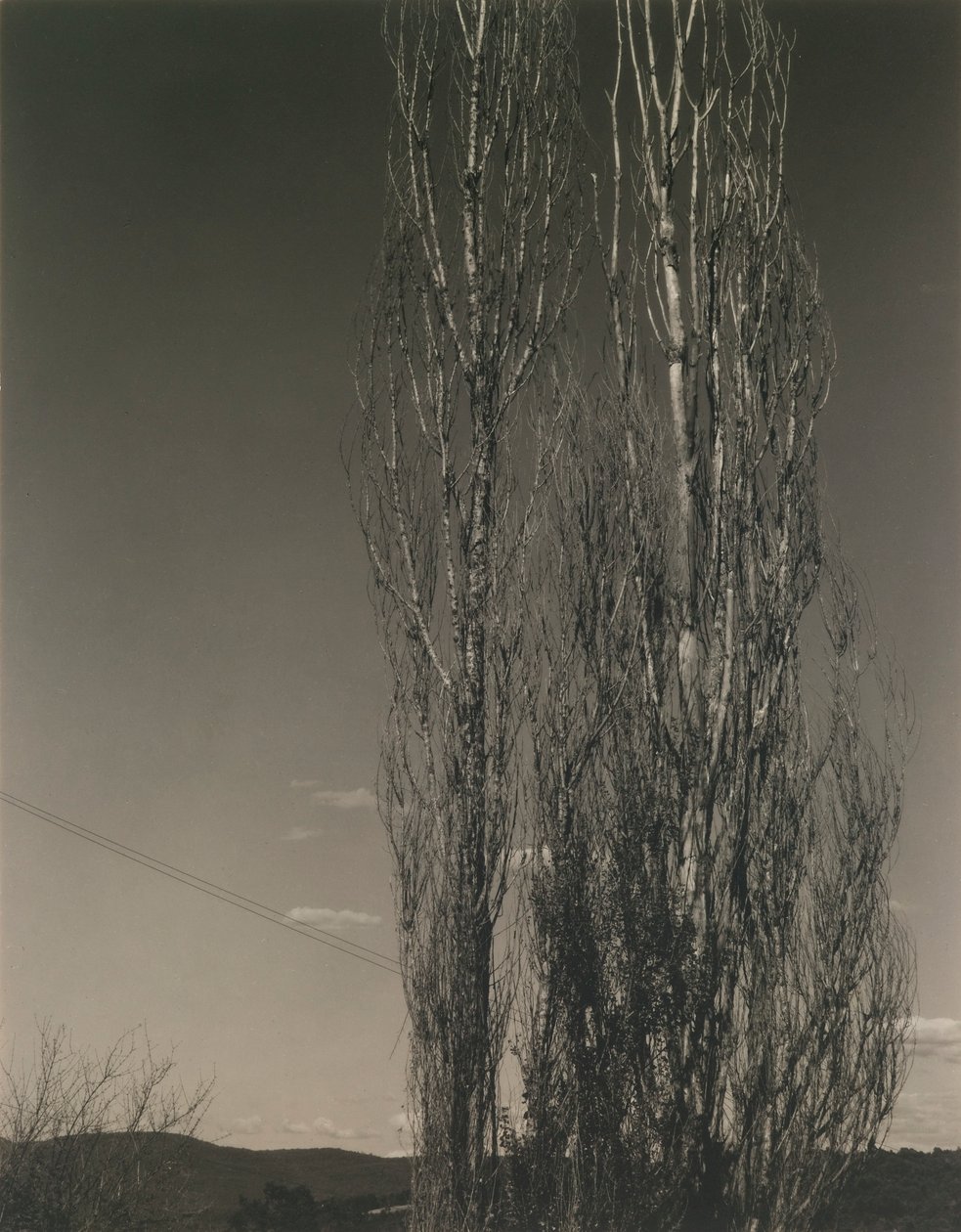 İki Kavak, George Gölü by Alfred Stieglitz