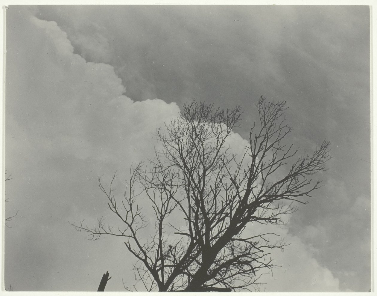 Ağaç Seti 3 by Alfred Stieglitz