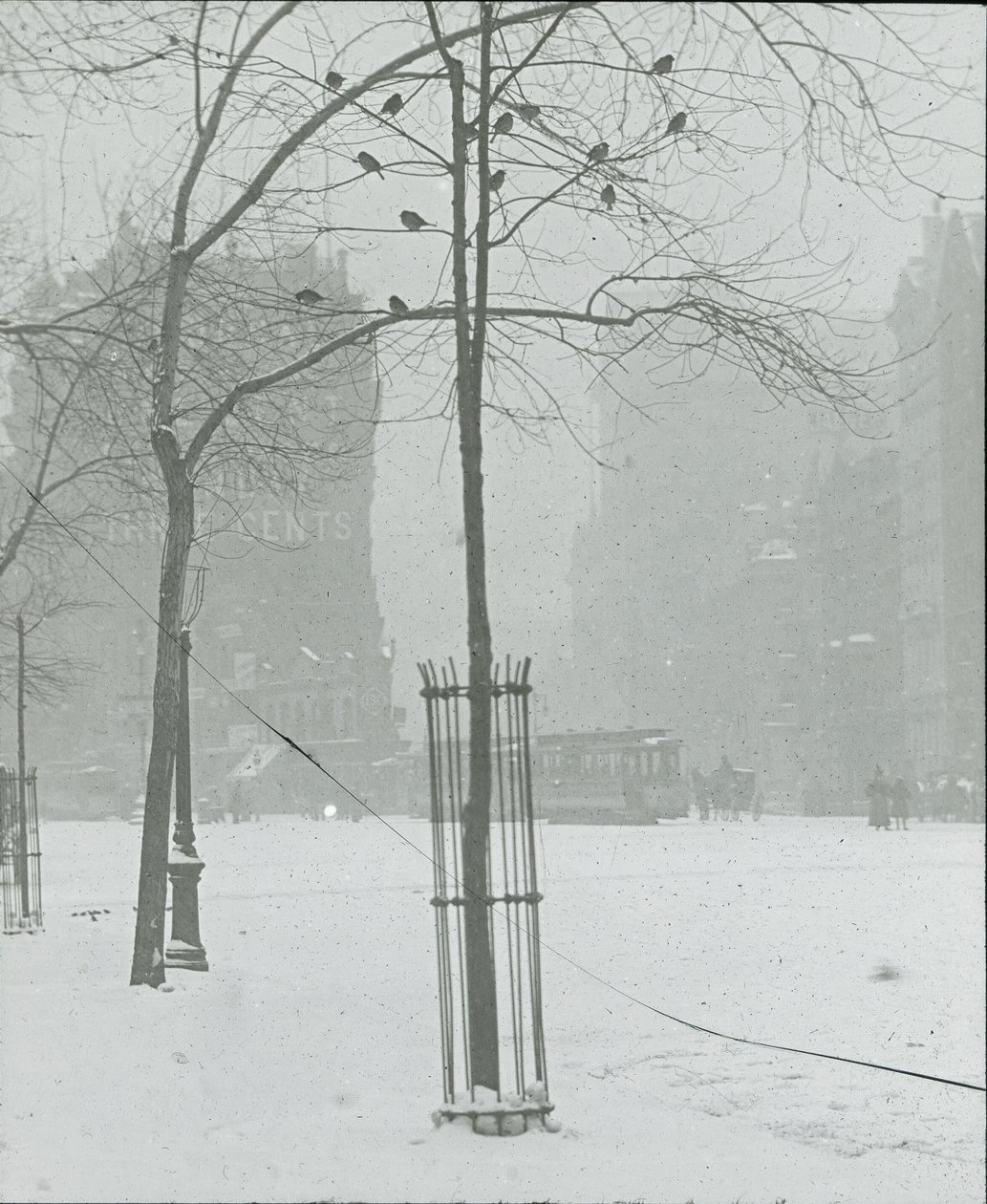 Karda Ağaç, New York, 190002. by Alfred Stieglitz