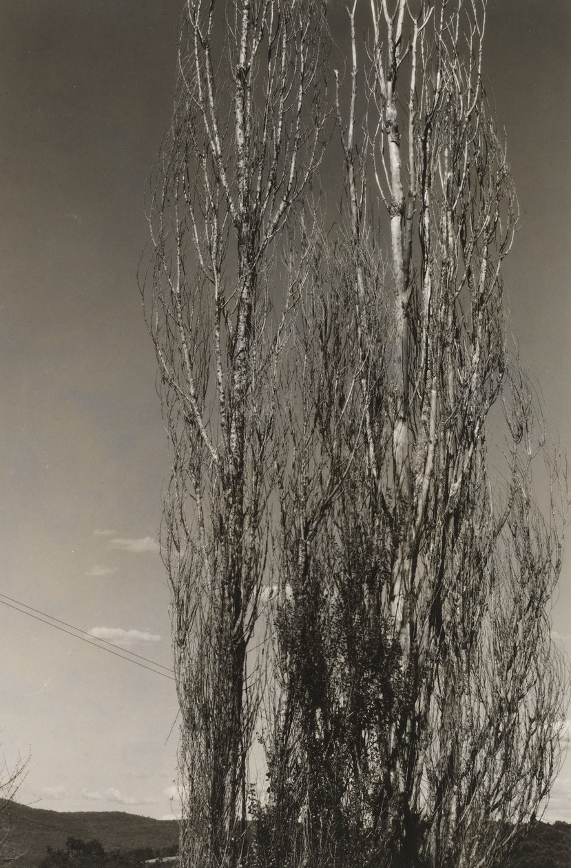 İki Kavak, George Gölü (rekto) by Alfred Stieglitz