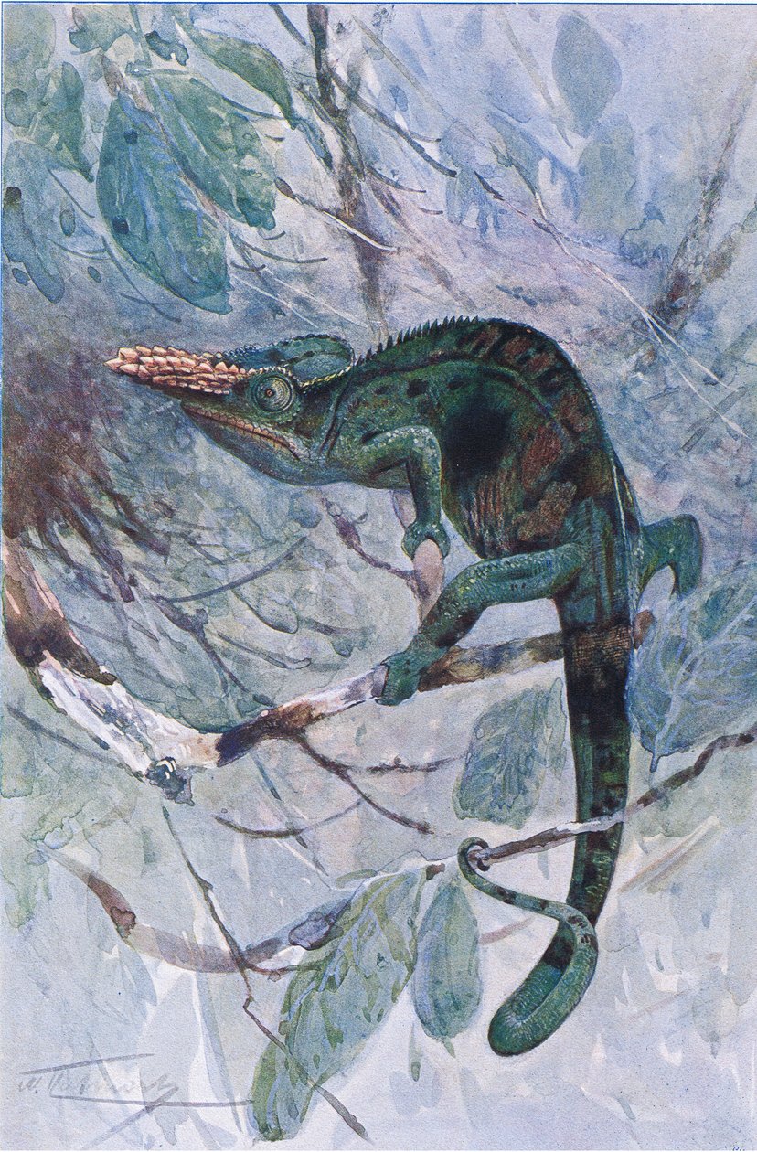 Afrika Bukalemunu, 'Wildlife of the World'den illüstrasyon, 1910 dolayları (renkli lito) by Alfred Weczerzick