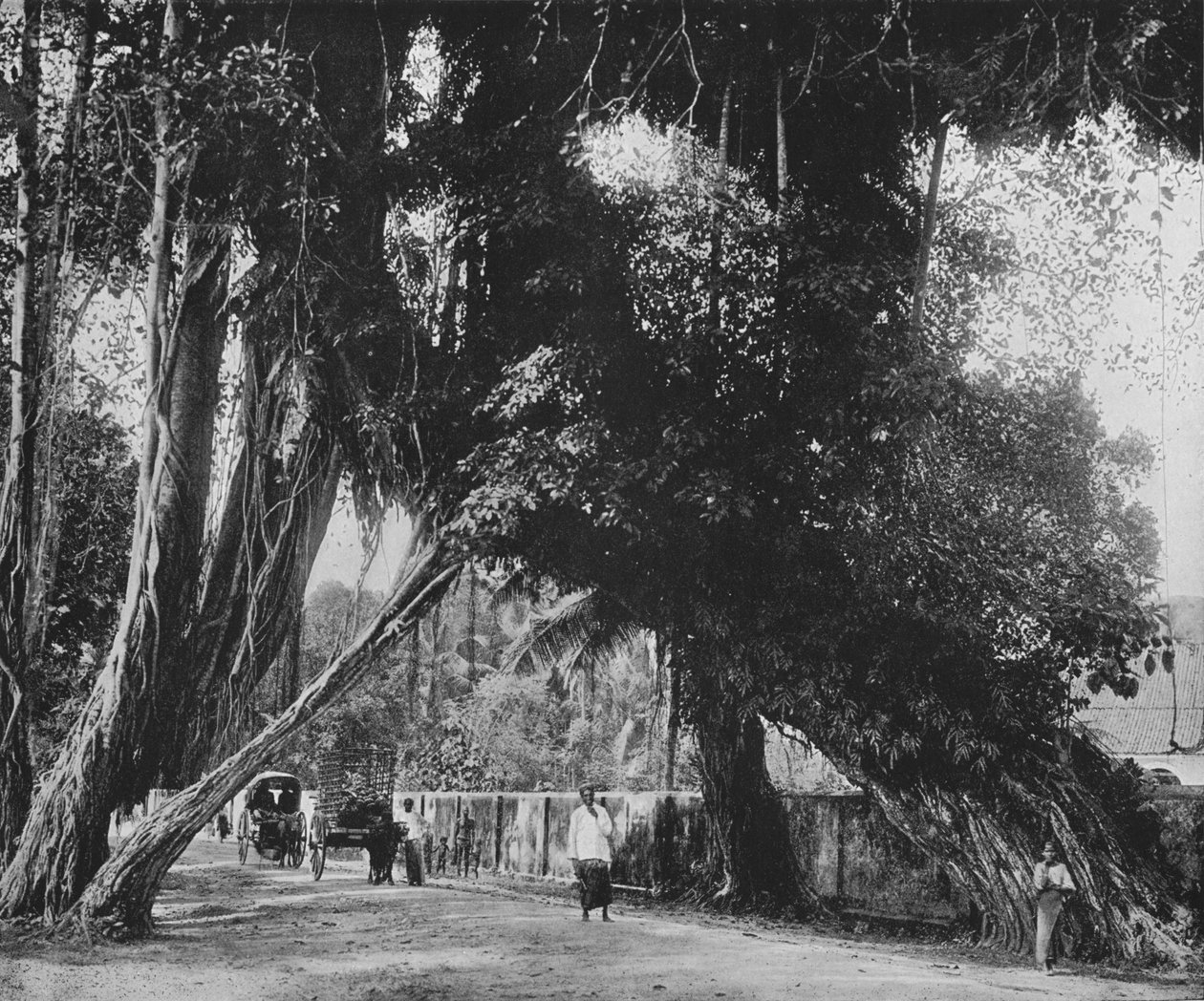 Banyan Ağacı, Kalutara