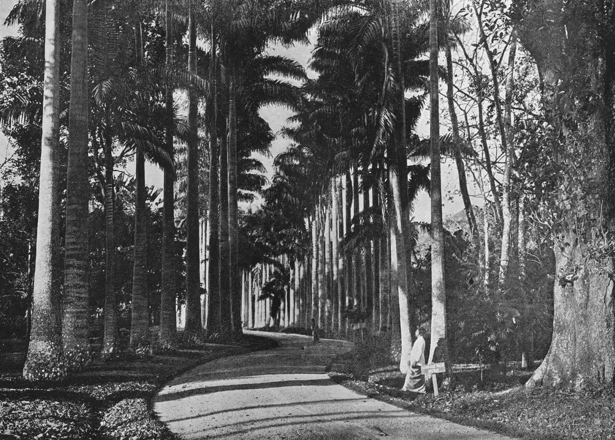 Peradeniya Bahçelerinde Lahana Palmiyeleri, c1890, 1910 by Alfred William Amandus Plate