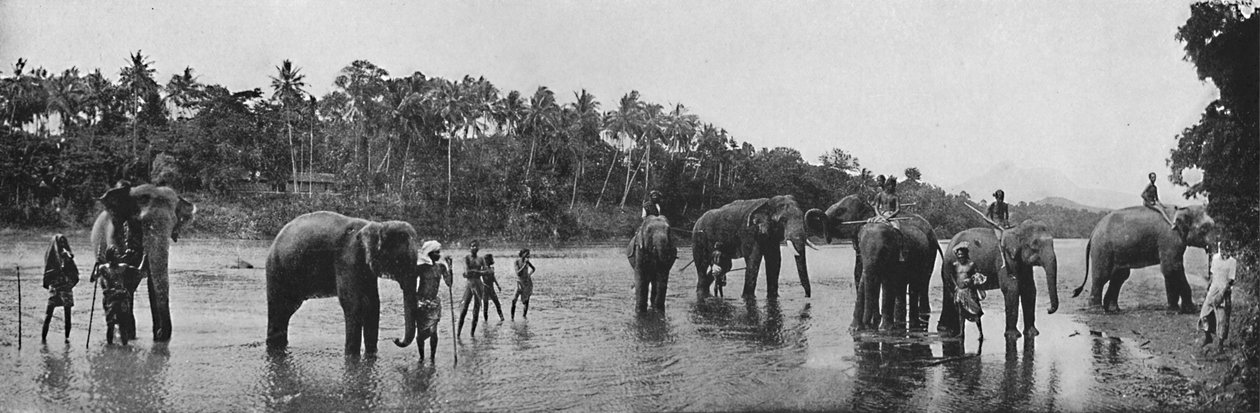 Kandy. Tapınak Yıkanmasının Kutsal Filleri, c1890, 1910 by Alfred William Amandus Plate
