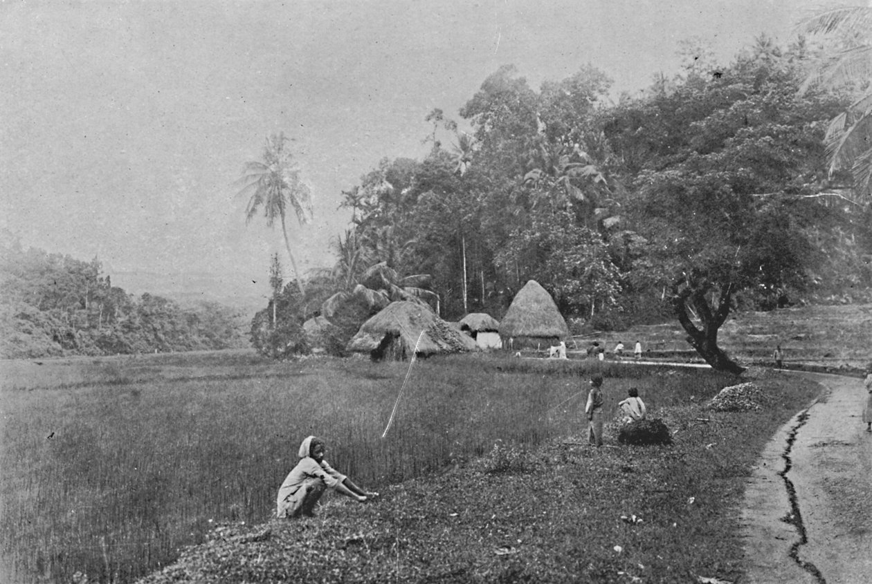 Gampola yakınlarındaki Çeltik Tarlası, c1890, 1910 by Alfred William Amandus Plate