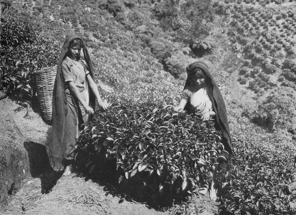 Çay Tarlasındaki Yoldaşlar, Seylan, c1890, 1910 by Alfred William Amandus Plate