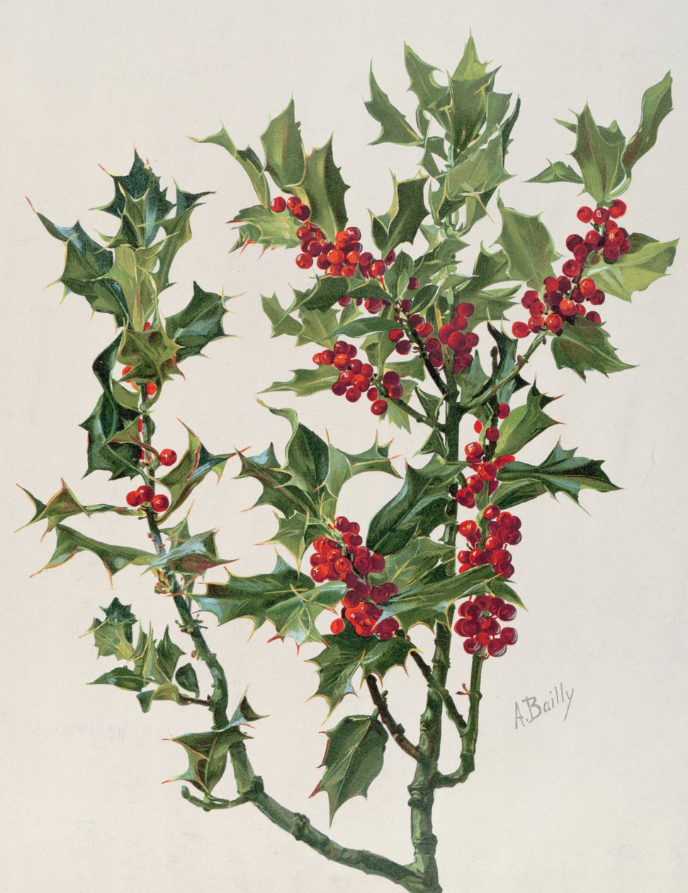 Holly, Encyclopédie Artistique et Documentaire de la Plante