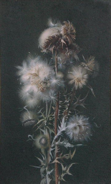 Thistledown (kağıt üzerine sulu boya) by Alice Gray