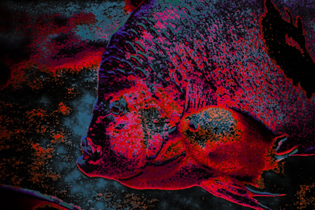Fingerling, 2018 (elle yeniden boyanmış fotoğraf) by Alice Gur-Arie