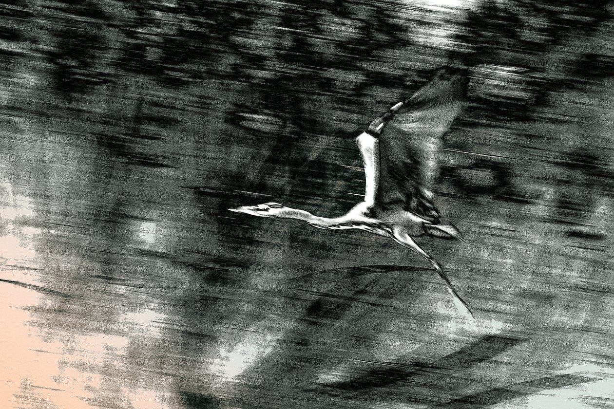  by Alice Gur Arie