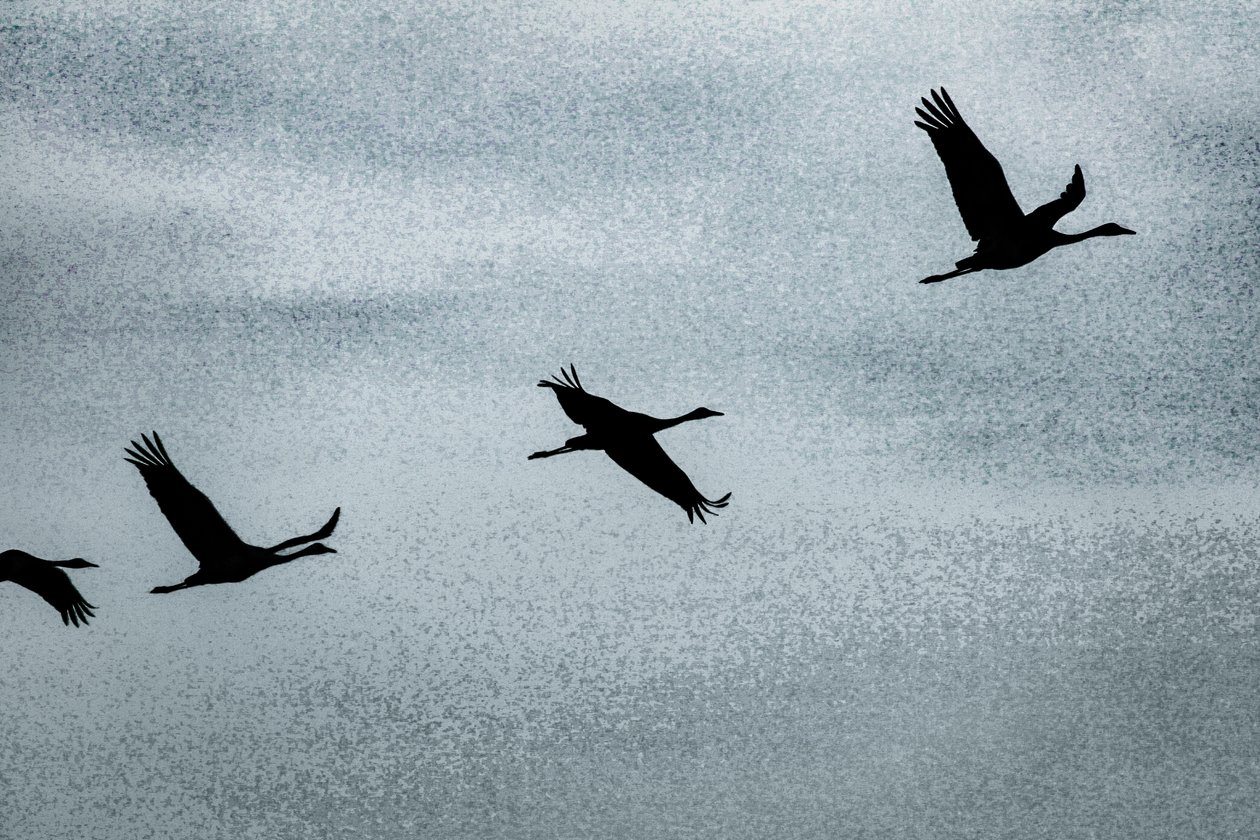  by Alice Gur Arie