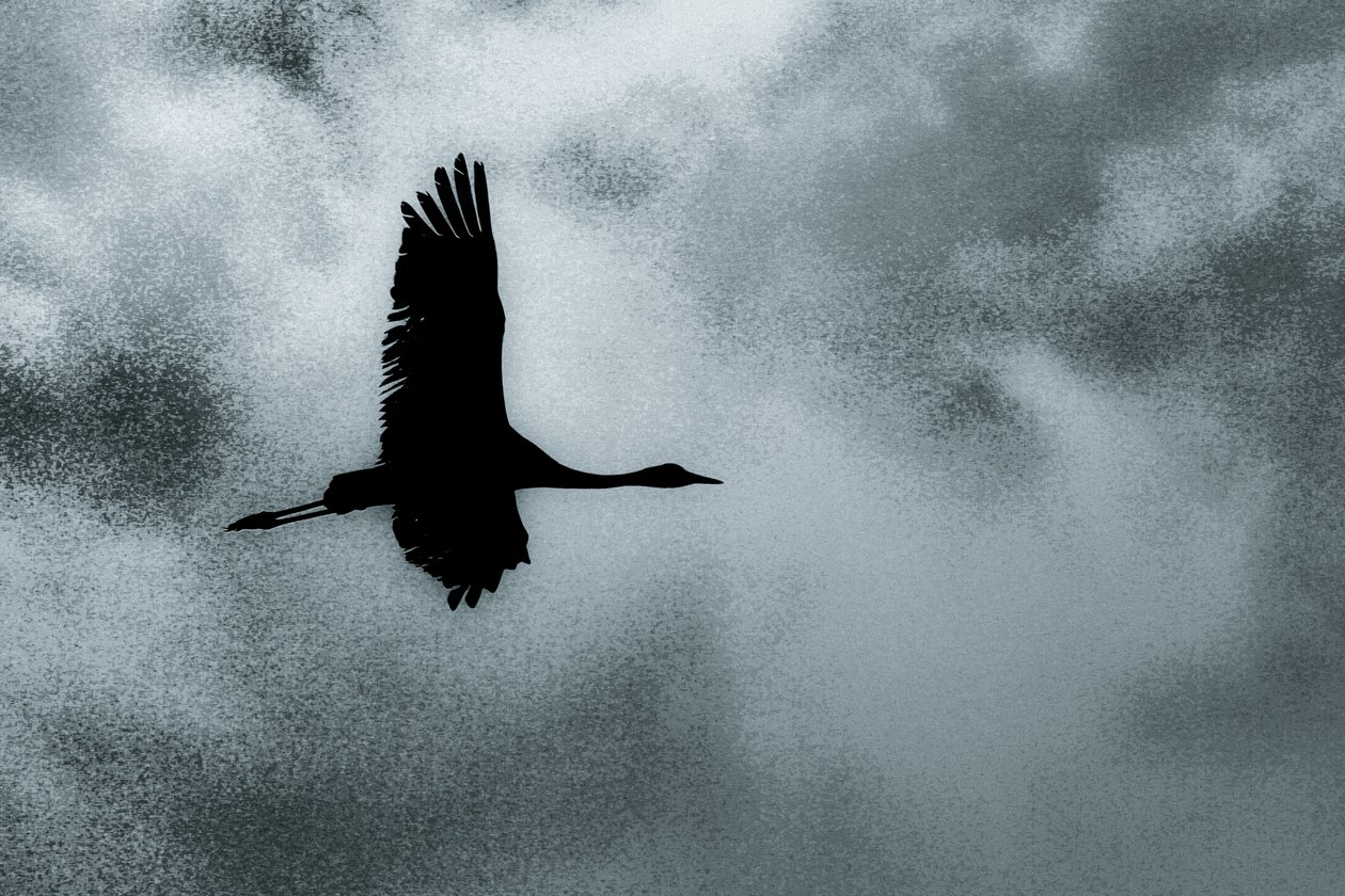  by Alice Gur Arie