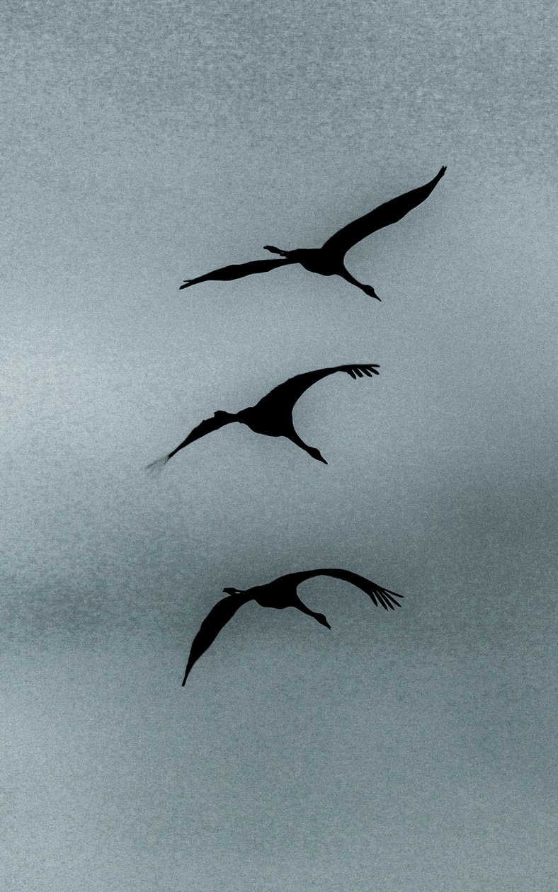  by Alice Gur Arie