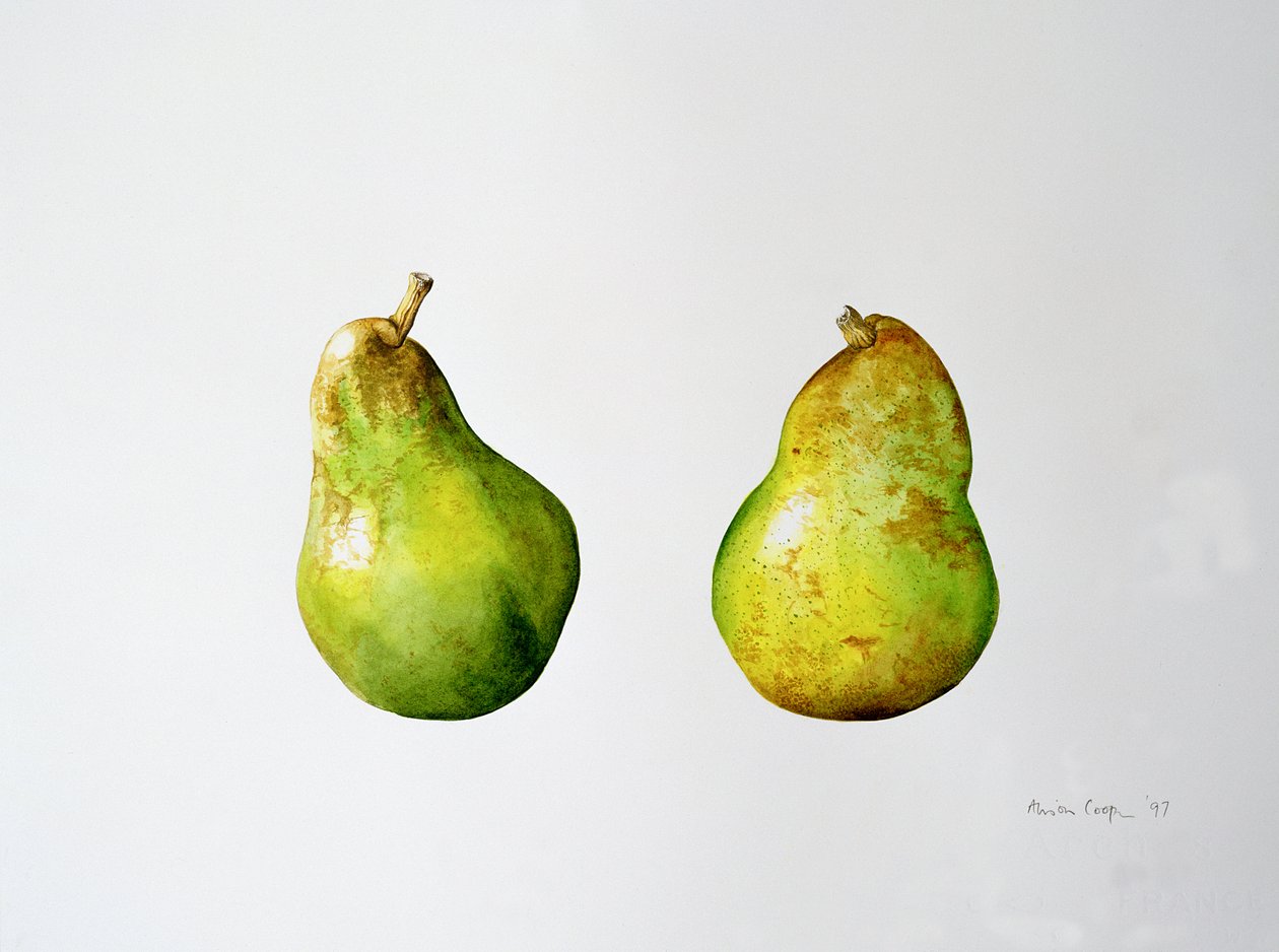 Bir Çift Armut, 1997 by Alison Cooper