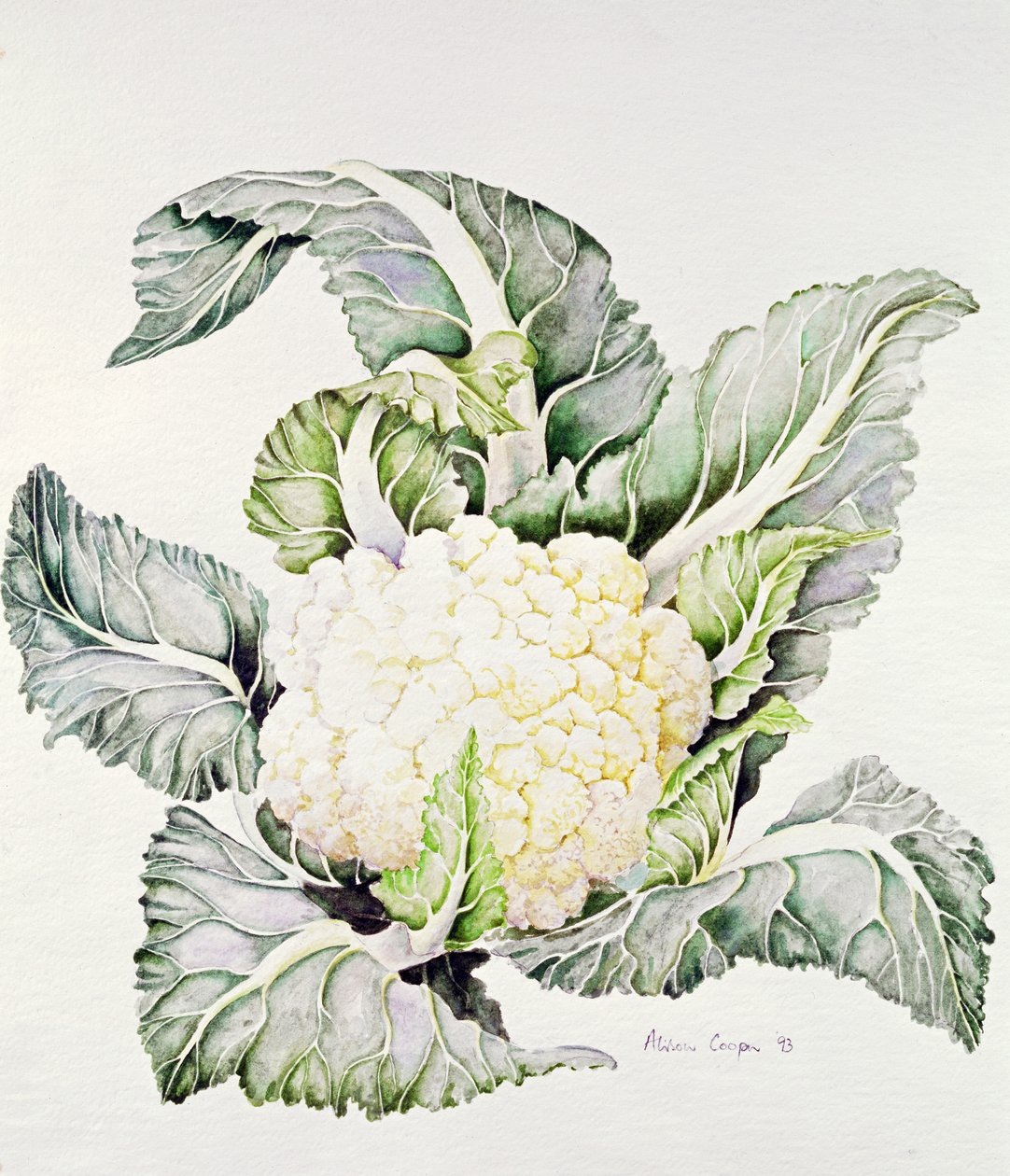 Karnabahar Çalışması, 1993 by Alison Cooper