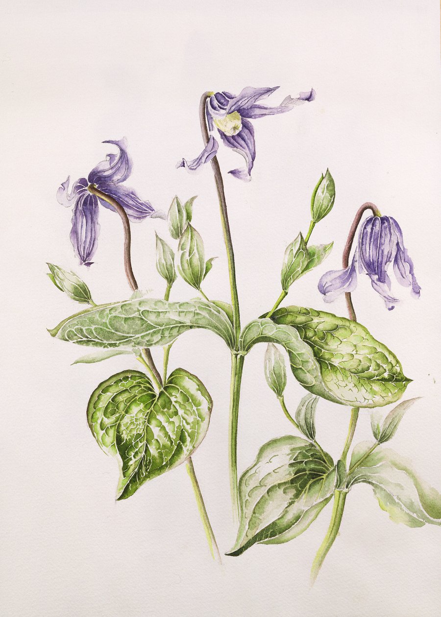 Akasma Integrifolia by Alison Cooper