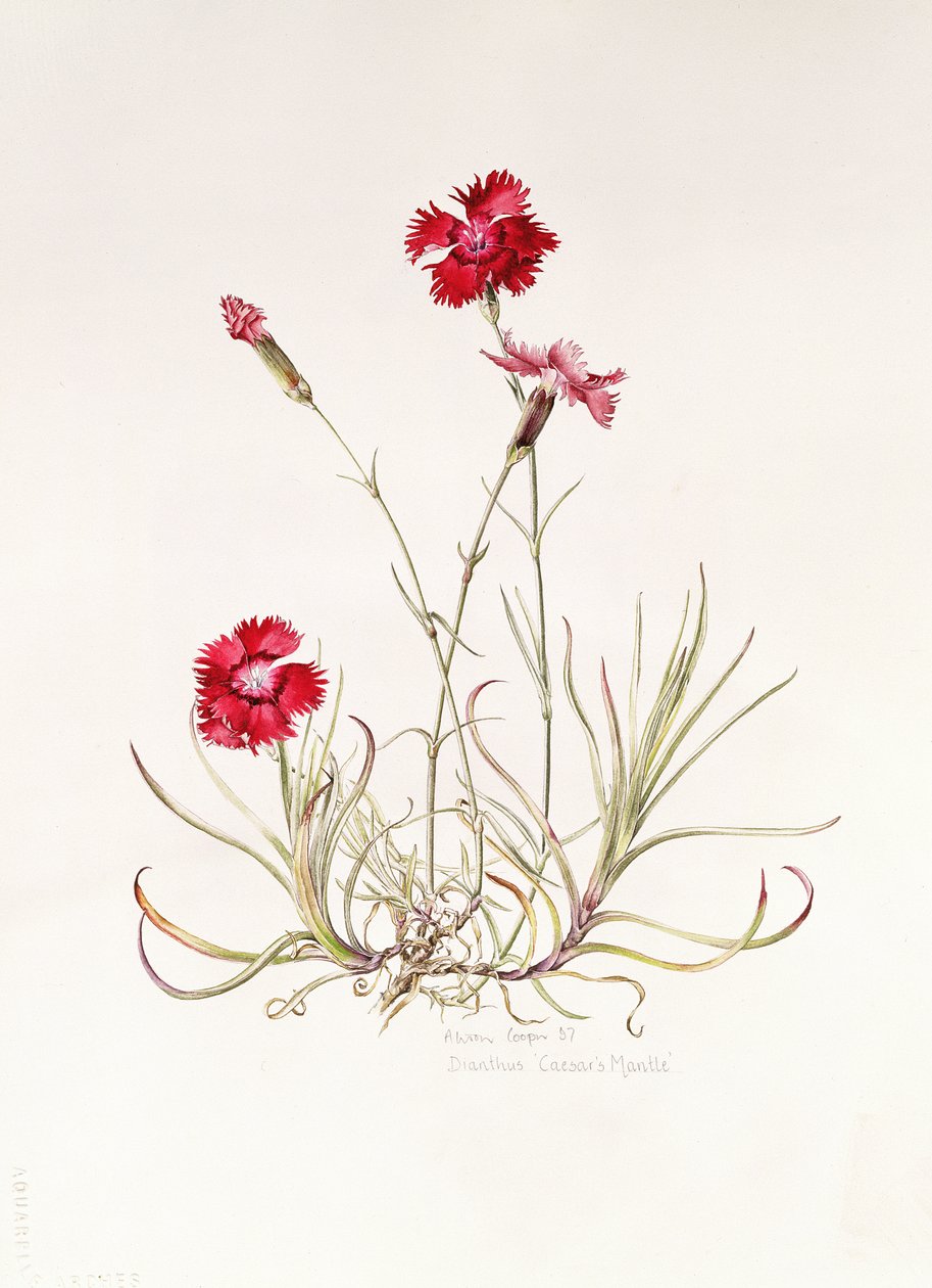 Dianthus Sezar
