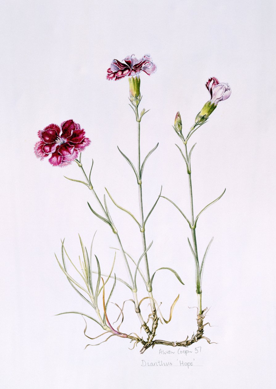 ಡಯಾಂಥಸ್ ಹೋಪ್, 1997 (ಕಾಗದದ ಮೇಲೆ wc) ಟರ್ಕ್ by Alison Cooper