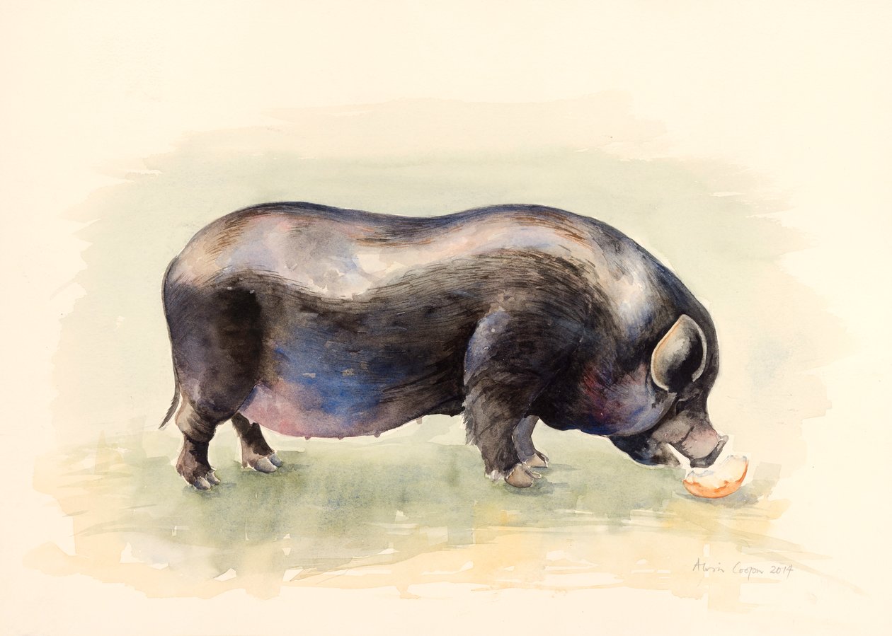 İtalyan Kara Domuz , 2014, suluboya by Alison Cooper