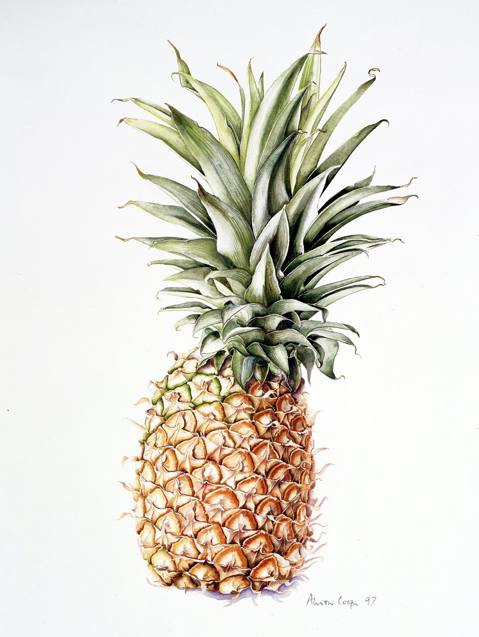 Ananas, 1997 by Alison Cooper