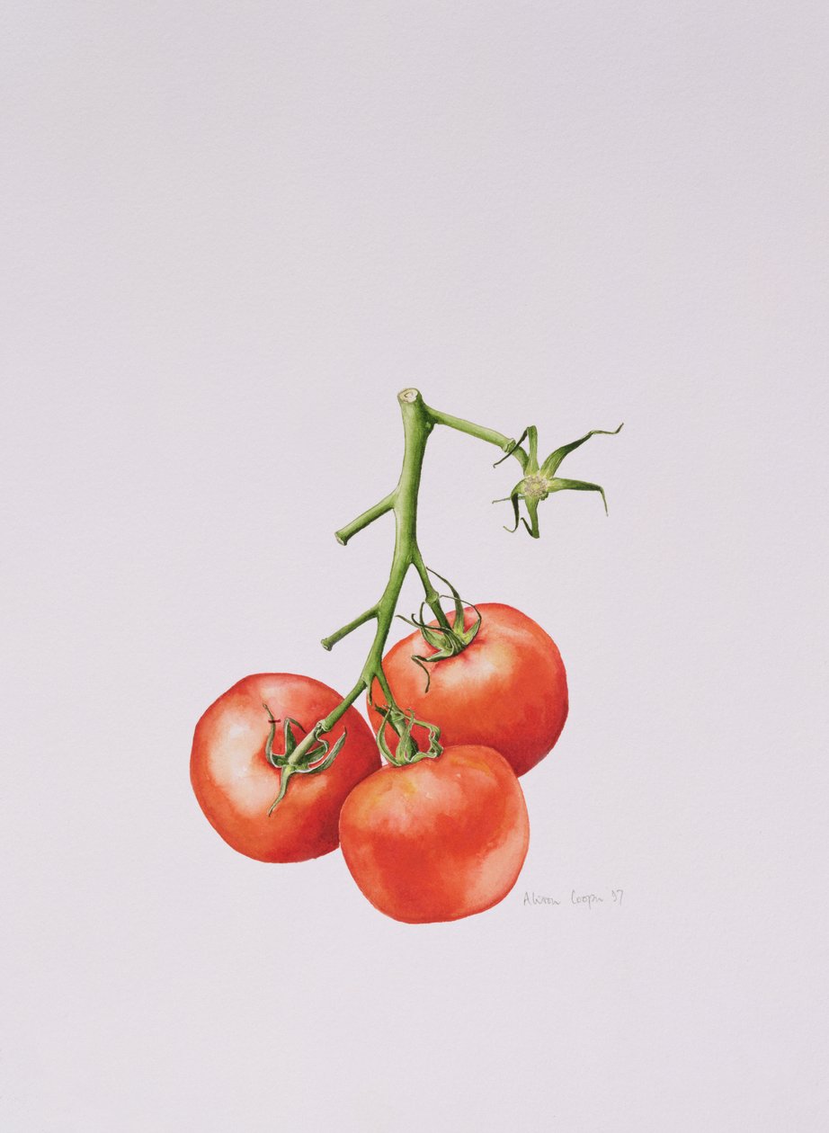 Asmada Üç Domates, 1997 by Alison Cooper