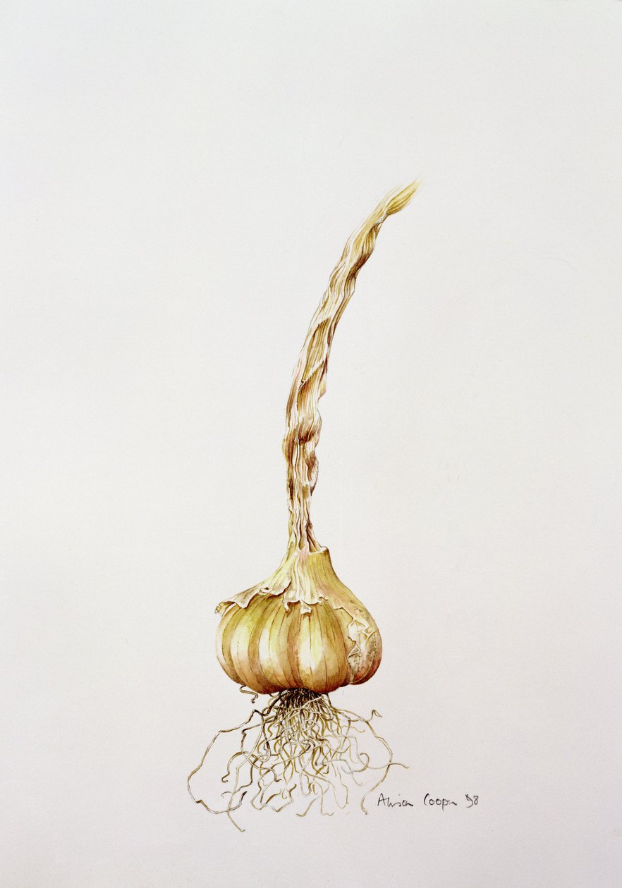sarımsak, 1998 by Alison Cooper