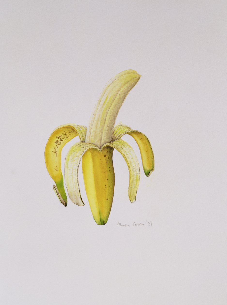 Yarım Soyulmuş Muz, 1997 by Alison Cooper