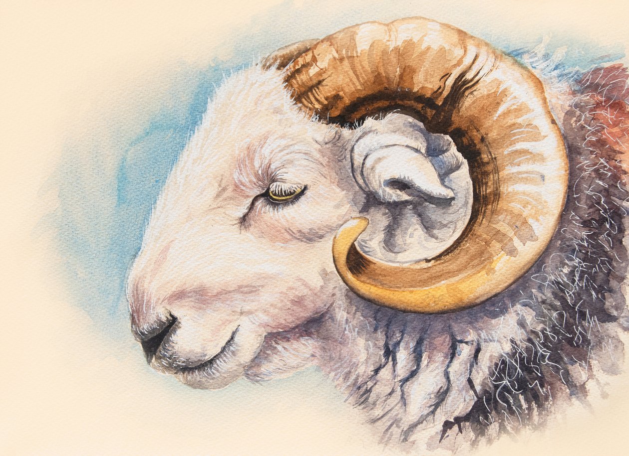Bir Herdwick Koçu by Alison Cooper