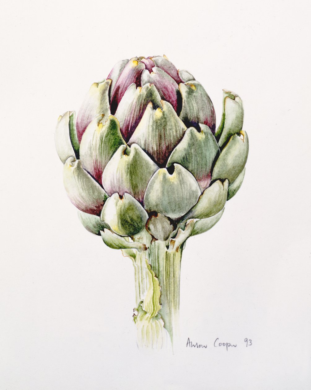 Enginar Çalışması, 1993 by Alison Cooper