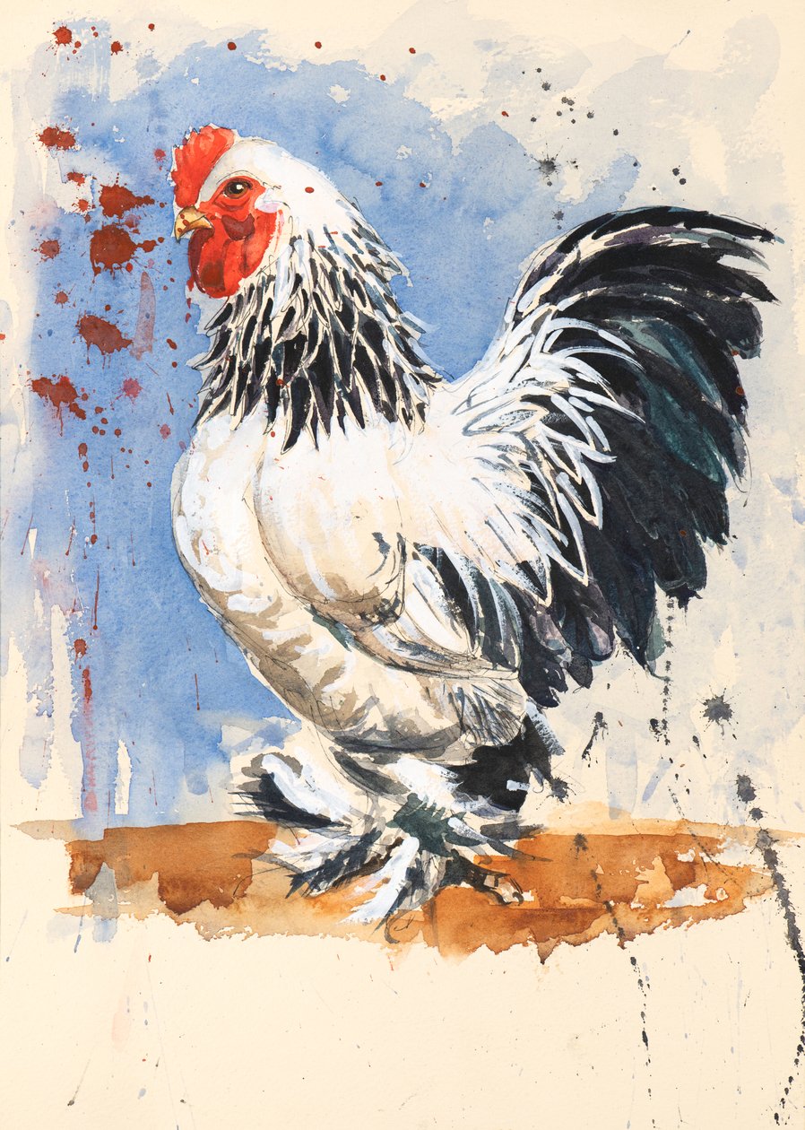 Brahma Bantam Horoz, 2020 (suluboya) by Alison Cooper
