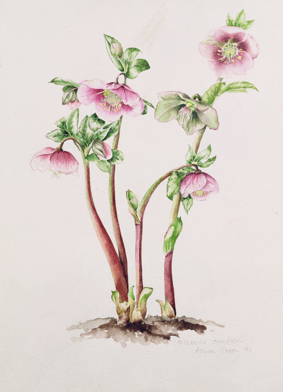 Mercimek Gülü: Helleborus orientalis (suluboya) by Alison Cooper