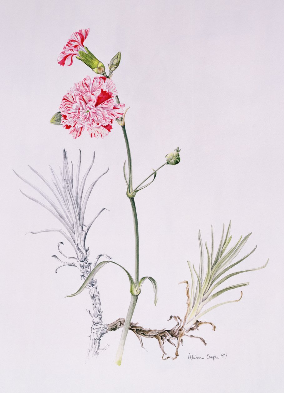 Old Variety of Dianthus, 1997 (kağıt üzerinde wc) by Alison Cooper
