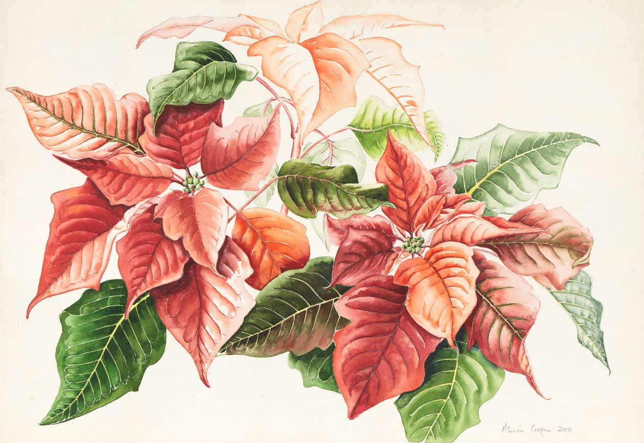 Pointsettia, 2000 (sulu boya) by Alison Cooper