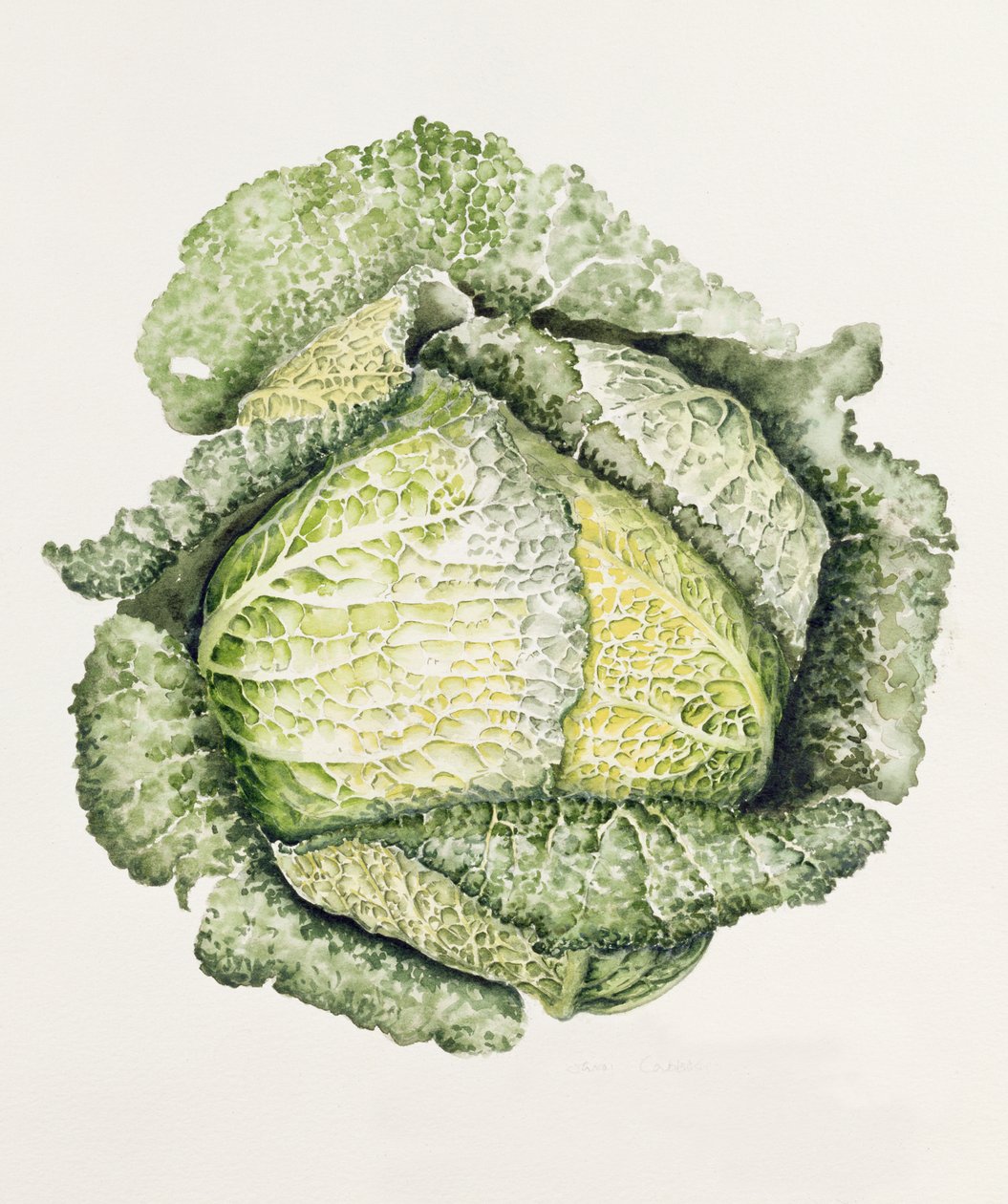 savoy lahana by Alison Cooper