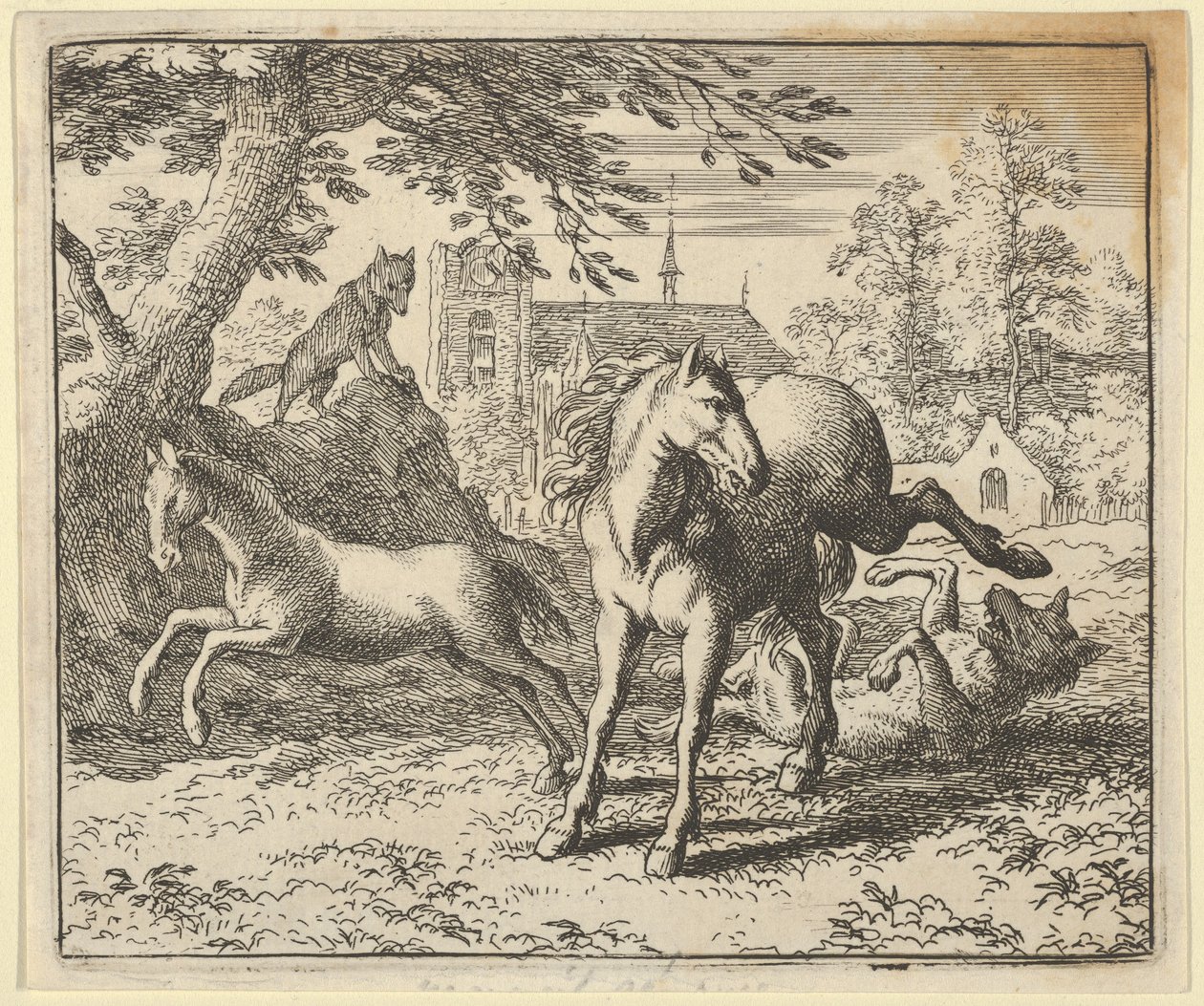 Renard, Aslan