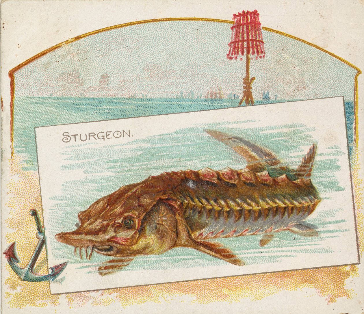 Sturgeon, American Waters