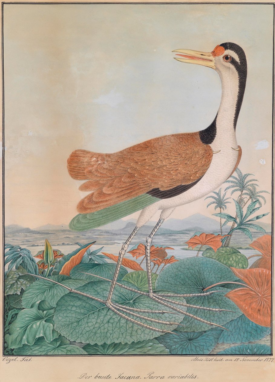 Renkli jacana. Parra variabilis. (renkli mahmuz kanadı), zambak yaprakları üzerinde yürümek, arka planda dağlar ve deniz kıyısı by Aloys Zötl