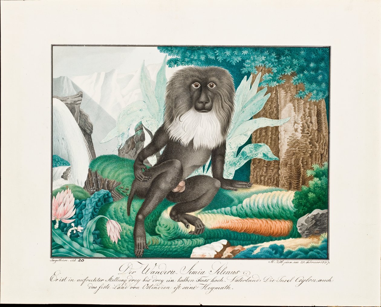 Bir Makak, 1837 by Aloys Zötl
